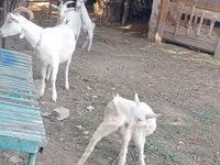 母山羊, Dutch Landrace goats — 照片 6