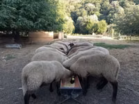 母羊, Tsigai sheep — 照片 2