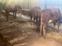 Cow, Cattle — photo 3
