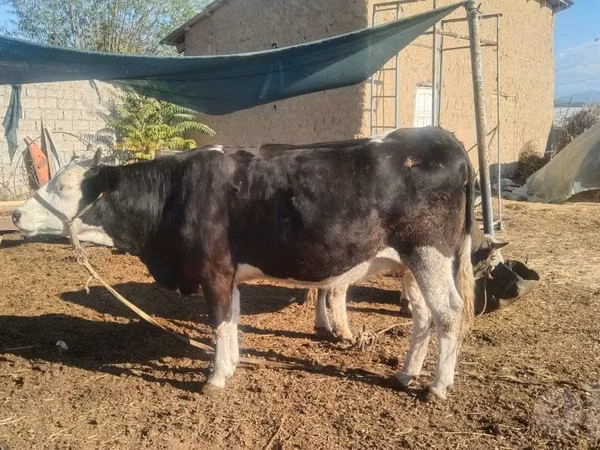 Cow, Russian Black pied cattle