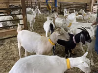 Ямаа, Nubian Goat — 2 зураг