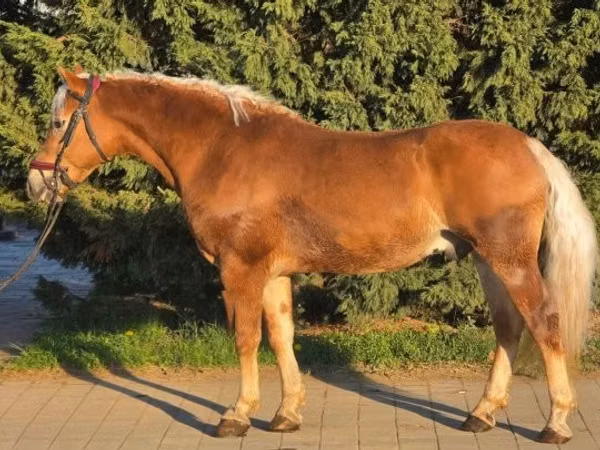 Hengst, Haflinger