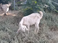 عنزة, Nubian Goat — الصورة 5