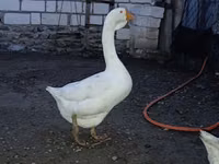 Geese — 1 зураг