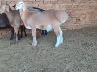 Ram, Sheep — photo 1