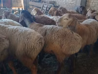 Widder, Arashan sheep — Foto 2