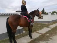 घोड़ी, Hungarian horse breed — फ़ोटो 6