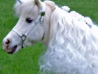 Mare, Miniature horse — photo 8