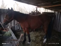 Yegua, Caballos — foto 7