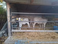 Bulle, Simmental cattle — Foto 2