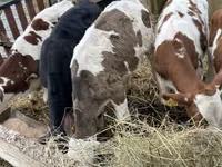 मवेशी (लॉट, लिंग निर्दिष्ट नहीं), Simmental cattle — फ़ोटो 3