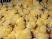 Chickens — Foto 6