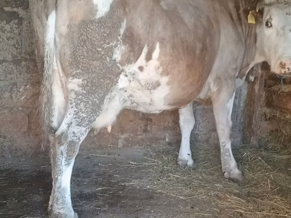 गाय, Simmental cattle