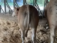 公牛, Blonde d’Aquitane cattle — 照片 2
