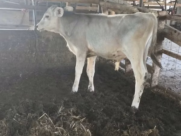 Bull, Swiss cattle