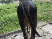 सांड, हेरफोर्ड — फ़ोटो 6