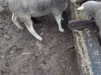Widder, Ile-de-France sheep — Foto 4