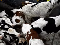 公牛, Simmental cattle — 照片 1