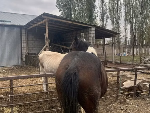 Адуу, Адуу