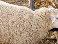 Oveja, British  Milksheep — foto 1