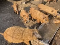 خنزير ذكر — الصورة 4