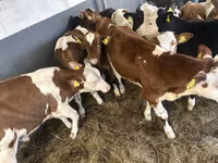 मवेशी (लॉट, लिंग निर्दिष्ट नहीं), Simmental cattle — फ़ोटो 4