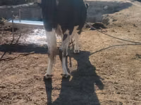Cow, Russian Black pied cattle — photo 6
