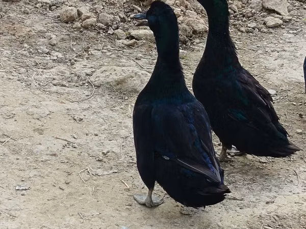 Ducks