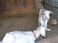 बकरी, Saanen goat — फ़ोटो 6