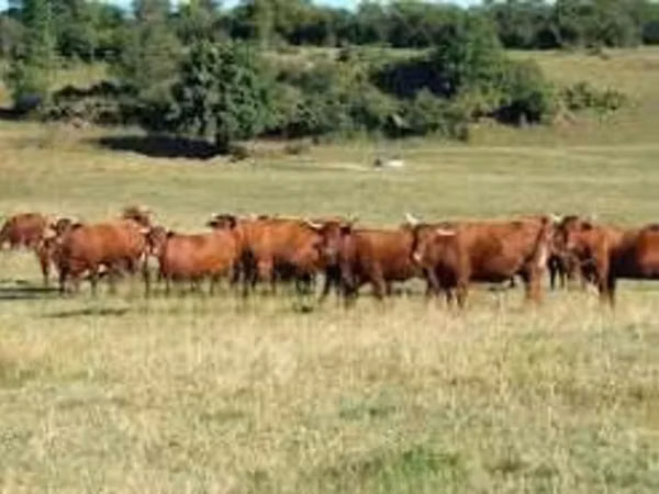 Үнээ, Salers cattle