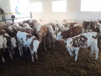 Bulle, Simmental cattle — Foto 2