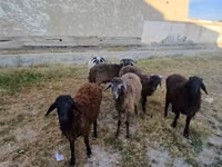 أغنام (دفعة، الجنس غير محدد), الأغنام — الصورة 1