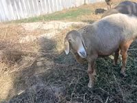 Schaf, Arashan sheep — Foto 3