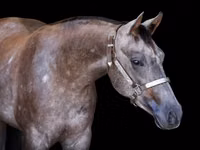 घोड़ी, Quarter Horse — फ़ोटो 3