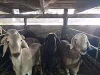Ram, Sheep — photo 3