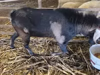 बकरा, Nubian Goat — फ़ोटो 2