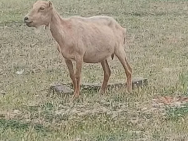 Ямааны ухна, Alpine goat
