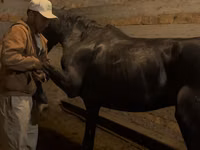حصان, Russian warmblood — الصورة 3