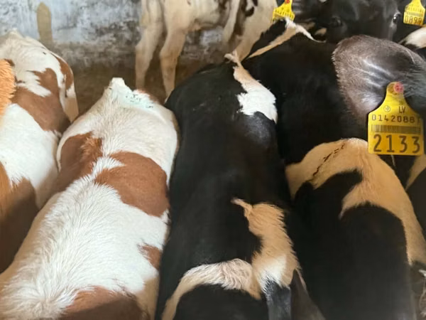 牛只（批次，未指定性别）, Simmental cattle