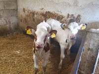 सांड, Simmental cattle — फ़ोटो 2