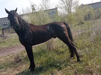 घोड़ा, Altai horse — फ़ोटो 5