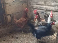 Chickens — foto 2