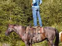 घोड़ा, Quarter Horse — फ़ोटो 6