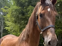 Mare, Dutch warmblood horse — photo 1
