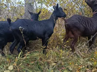 Ziege, Murcia-Granada goats — Foto 4