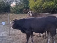 公牛, Brown Carpathian breed — 照片 1