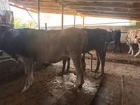 母牛, Swiss cattle — 照片 8