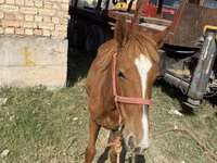 حصان, Chilean horse — الصورة 2