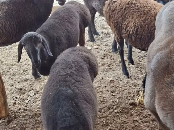 Ram, Sheep