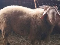 मेढ़ा, Assaf sheep — फ़ोटो 1